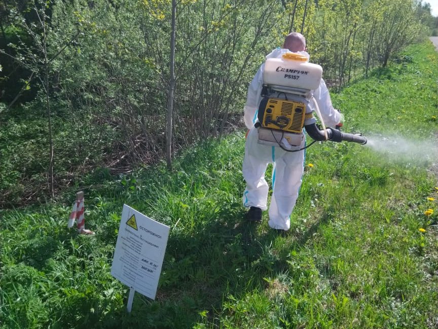 В Ярославской области через специальный интернет-сервис можно сообщить о борщевике