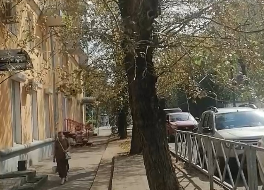 Депутат Анатолий Каширин потребовал решить вопрос с зараженными липами