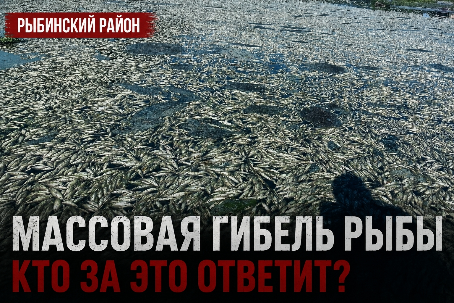 Депутат Анатолий Грешневиков заявил о массовой гибели рыбы под Рыбинском. Гибель рыб, Грешневиков, Рыбинск Депутат Анатолий Грешневиков заявил о массовой гибели рыбы под Рыбинском.